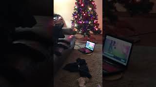 Dogs watch dog sports on the TV and the computer during christmas break [upl. by Wilfrid]