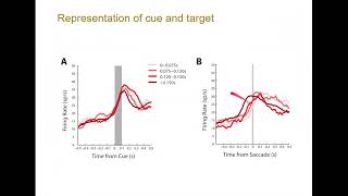 Talk Prefrontal neural activity underlying maturation of antisaccade task performance [upl. by Ylrbmik]