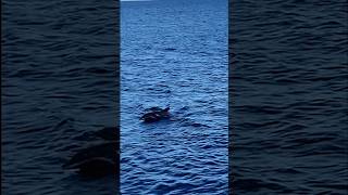 Delfines cazando peces aguja  visto desde acantilado pesca fishing canarias ocean [upl. by Ikkim]