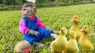 Baby monkey Bon Bin fishing herding duckling with Amee Little cat Animal Islands [upl. by Byrann589]