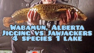 4 Species 1 Lake Ice Fishing Wabamun Alberta Underwater footage 2324 [upl. by Beatrisa]