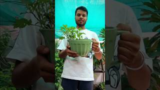 Five uniqe planters for your garden gardening youtube unique [upl. by Clementas]