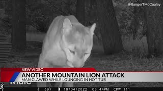 Mountain lion attacks man in Colorado hot tub [upl. by Notelrahc467]