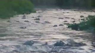 Hundreds of gators roaming and feeding  Welcome to Swamp Jungle  Georgia [upl. by Atirres]