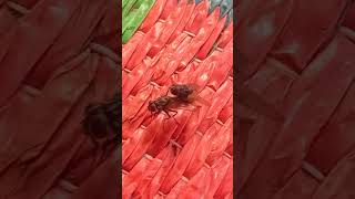 Subhanallah How do flies reproduce Fliesmateshorts shortsviral lifecycleoffly viralclips [upl. by Topper]