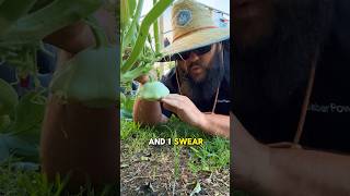 Grow Patty Pan Squash texasgarden texasgardeners garden [upl. by September]