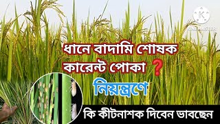 ধানের কারেন্ট পোকা Brown Plant Hopper BPH দমনে  কি কীটনাশক দিবেন ভাবছেন। paddy BPH planthopper [upl. by Inneg11]