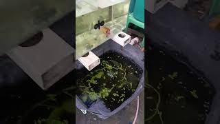 crayfish crayfishfarming crayfishvideo [upl. by Echo169]