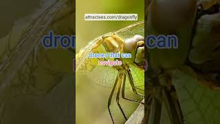 Dragonflies and Technology Nature’s Inspiration for Drone Design Dragonflies shortvideo [upl. by Benildis655]