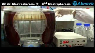 2D Gel Electrophoresis 7 2nd Dimension [upl. by Ennire]