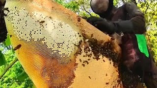 Pure Nature Wild Honey Tree Bee Yummy ASMR Honeycombs 81 [upl. by Conny]