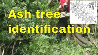 Ash tree identification Fraxinus excelsior  common or European ash identification video uk [upl. by Enelia]