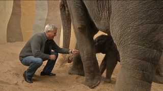 TELE TOP ElefantenNachwuchs im Rapperswiler Kinderzoo [upl. by Lammond]