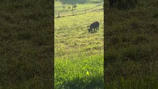 Busy pasture mountaineers 🇨🇭Swiss Charms [upl. by Tandy]