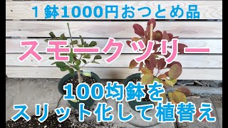 【ガーデニングDIY】おつとめ品のスモークツリーをスリット鉢化した鉢に植替え [upl. by Terrill]