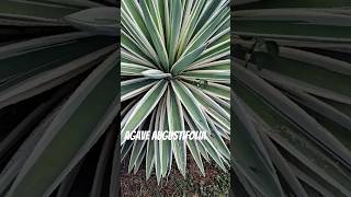 Agave augustifolia marinata nature plantbased agaveplant agave healthbenefits health [upl. by Madson]