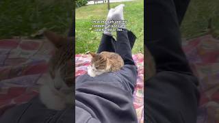 109 Cute Cat videos 😻😻 fails funny moments reels [upl. by Normand]