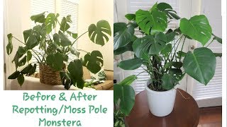 Staking and Repotting Monstera Deliciosa [upl. by Idette653]