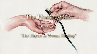 The Healing Skin  Part 2 Cells that continue the healing process [upl. by Argyle]