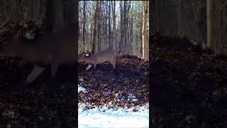 Crazed and Unhinged deer behavior 7 animals nature comedy [upl. by Gerik]