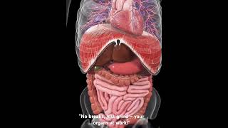 quotYour Heart Lungs and Intestines Watch Every Organ in Action HowYourBodyWorks [upl. by Lenny232]