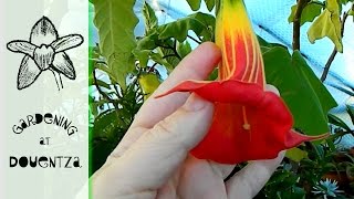 Greenhouse in November  watering at low temperatures dahlias amp brugmansias [upl. by Ymaral]