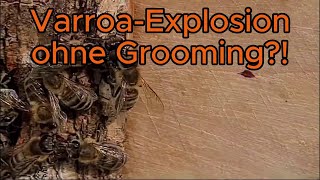 VarroaExplosion ohne Grooming [upl. by Cinimmod208]