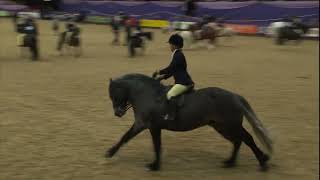 HOYS 2023 Mountain amp Moorland Championship Part 1 [upl. by Elocal]