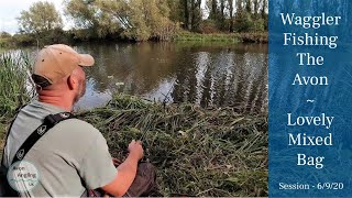 Waggler Fishing The Avon At Dusk  A Wonderful Mixed Bag  6920 Video 181 [upl. by Sirdi]