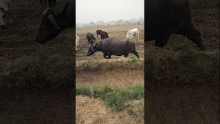 Cow and buffalo grazing  Buffalo Grazing  Grazing Grass [upl. by Joann]