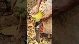 Hard work and Traditional Process  Coconut Dehusking skills shortvideo [upl. by Drice]