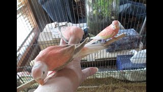 Caring for our Hand Fed Bourkes Parakeets [upl. by Ramona]