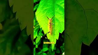 the tussock moth caterpillars 🐛 shorts [upl. by Creamer]