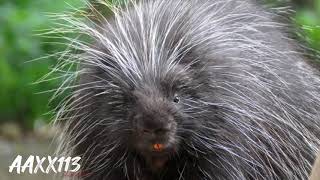 porcupine soundصوت النيص [upl. by Moguel409]