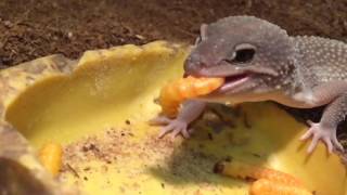 Leopard Geckos Eating Butterworms in SloMo  BigAlsPetscom [upl. by Astra]