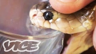 Getting High Injecting Snake Venom [upl. by Yztim]