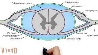 Spinal Cord Anatomy V30 [upl. by Leumek656]