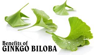 13 Benefits of Taking Ginkgo Biloba [upl. by Janelle714]