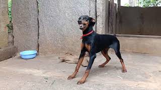 Doberman barking soundAggressive DobermanDoberman American pinscher [upl. by Jeunesse]