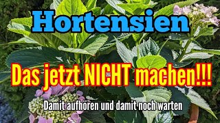 Hortensien  Diese beiden Arbeiten JETZT NICHT mehr machen [upl. by Ecienahs]