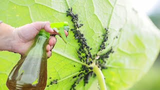 Najučinkovitiji prirodni insekticid  lisne uši nestaju u trenu [upl. by Atteuqahs751]