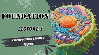 Connective Tissue Types [upl. by Lower]