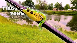 SIZING DOWN FROG For Early SUMMER FISHINGPOCKET FROG TOPWATER EXPLOSION [upl. by Edda85]