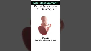 Foetus development viral video child babyshorts medical 🏥🧑‍⚕️💊🧑‍🔬❤️🚑🥼🩺🏥 [upl. by Ydnagrub944]