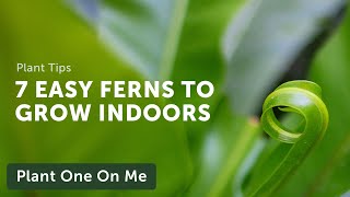 7 EASY FERNS to Grow Indoors — Ep 190 [upl. by Eirellav]