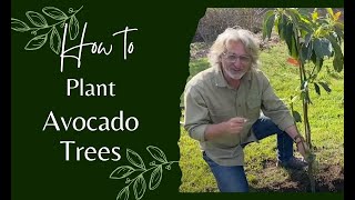 How to Plant Avocado Trees [upl. by Elahcar]