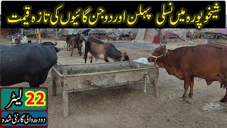 Cow kai fresh Rate and Demand in Sheikhupura and Sheikhupura Mandi  Today Sheikhupura Cattle Mandi [upl. by Incrocci]