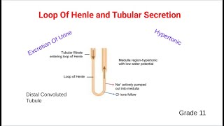 Loop Of Henle and Tubular secretion [upl. by Dygert228]