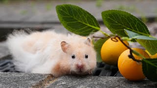 Syrian or Dwarf Hamsters Who is Your Favourite [upl. by Nylatsirk788]