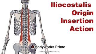 Iliocostalis Anatomy Origin Insertion amp Action [upl. by Ellevehc]